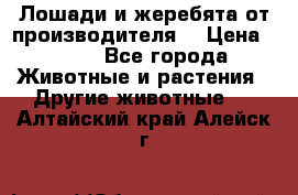 Лошади и жеребята от производителя. › Цена ­ 120 - Все города Животные и растения » Другие животные   . Алтайский край,Алейск г.